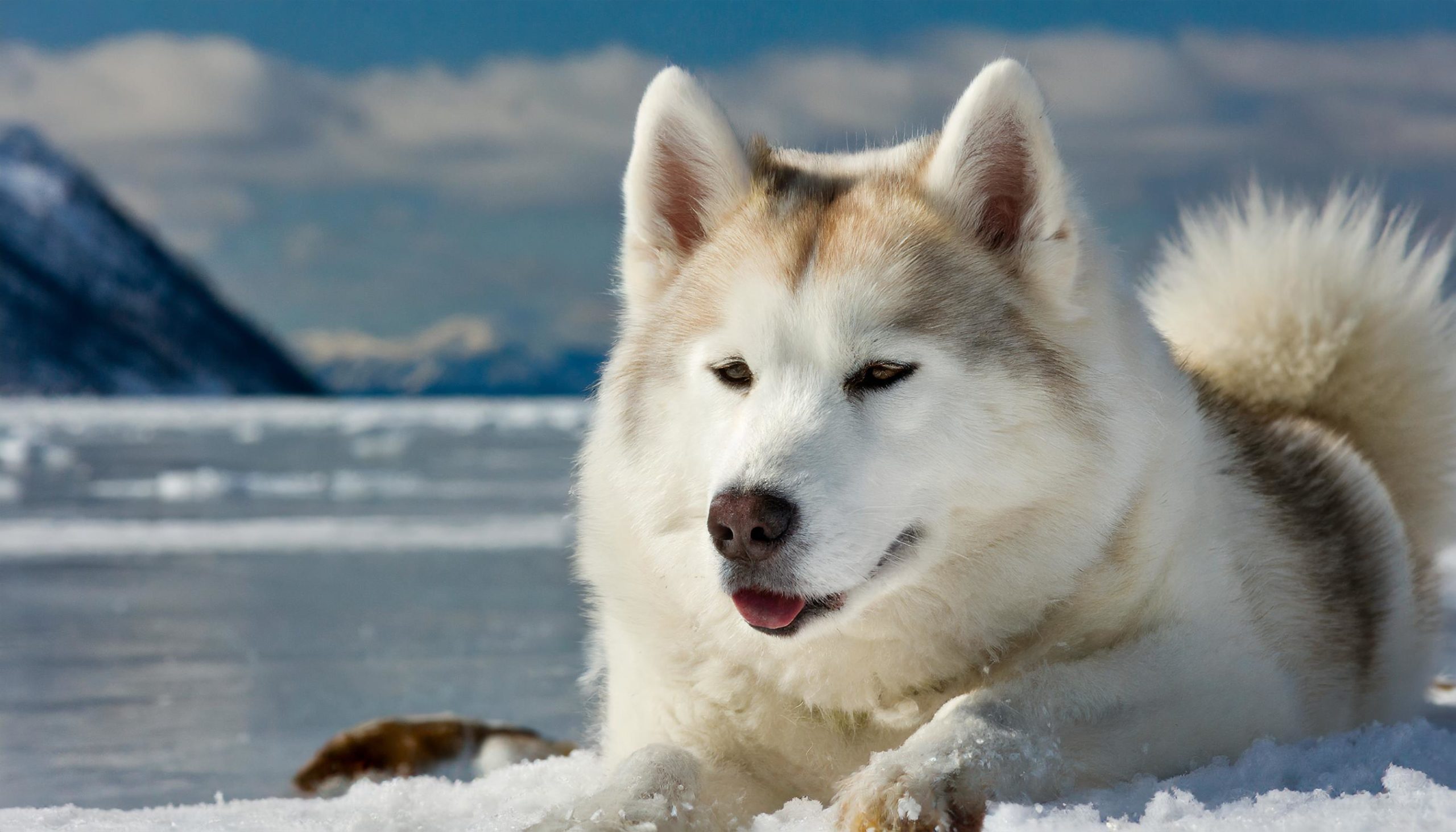 Close up of a canadian eskimo dog
