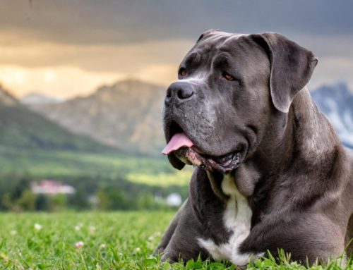 Cane Corso – Everything you need to know from character to price