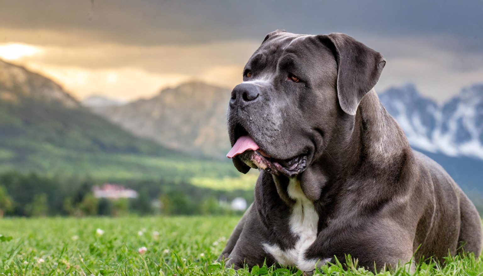The cane corso's history goes back to ancient Rome, and beyond. Most experts believe they're descended from the now-extinct Greek Molossus dogs