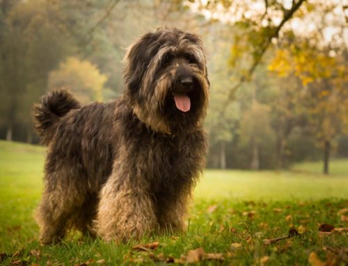 Catalan sheepdog: Physical appearance, price and character of this shepherd