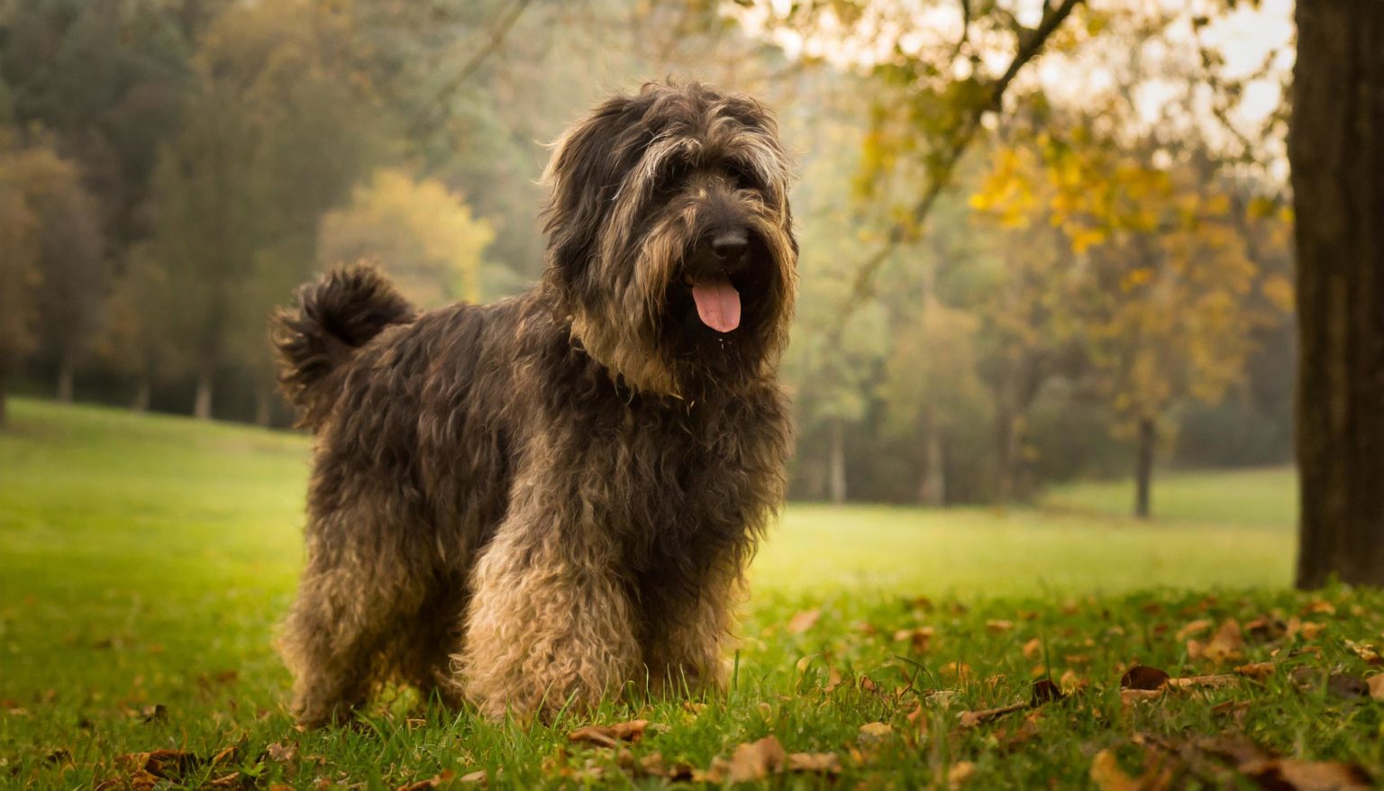 The Catalan Sheepdog originates from Catalonia in Spain and was bred as a herding dog. It is thought to have been introduced by the Romans thousands of years ago, when they invaded Spain. It was then used to guard the flock and also to herd cattle, but it's exact bloodline is uncertain.