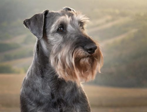 Cesky Terrier : character, features, price and more