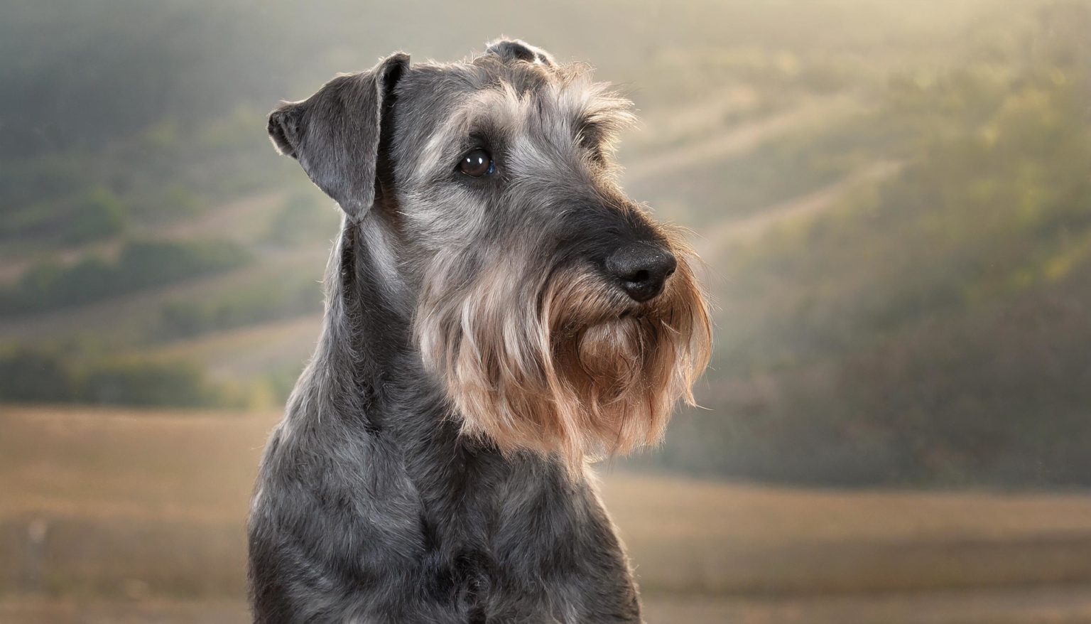 The Cesky Terrier was created by a Czech breeder, František Horák, in 1948, as a cross between a Sealyham Terrier and a Scottish Terrier, to create a terrier suitable for hunting in the forests of Bohemia.
