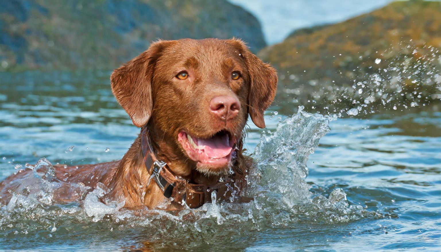 Chesapeake Bay Retrievers trace their history to two pups who were rescued from a foundering ship in Maryland in 1807. The male "Sailor" and female "Canton" were described as Newfoundland dogs, but were more accurately Lesser Newfoundland or St. John's water dogs.