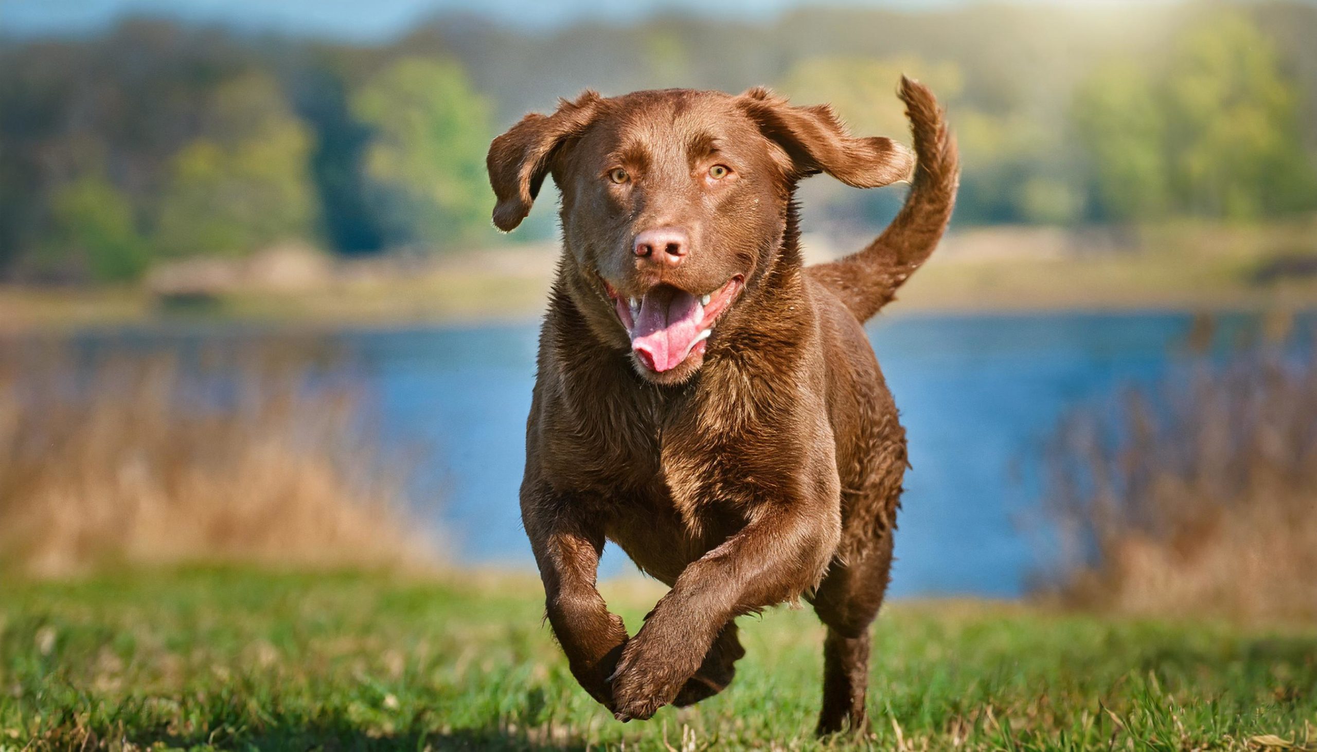Chesapeake bay retriever enjoying his daily walk for some well deservered excersize and mental stimulation