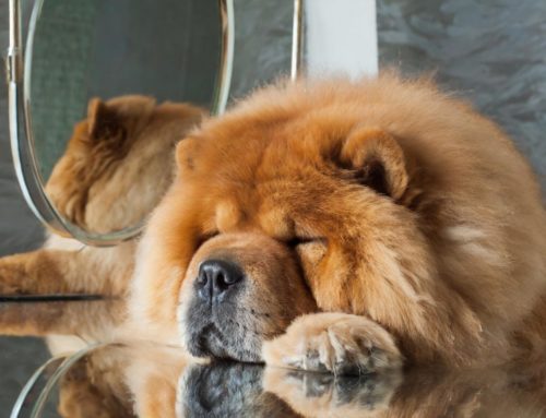 Chow chow: price, character, care and more
