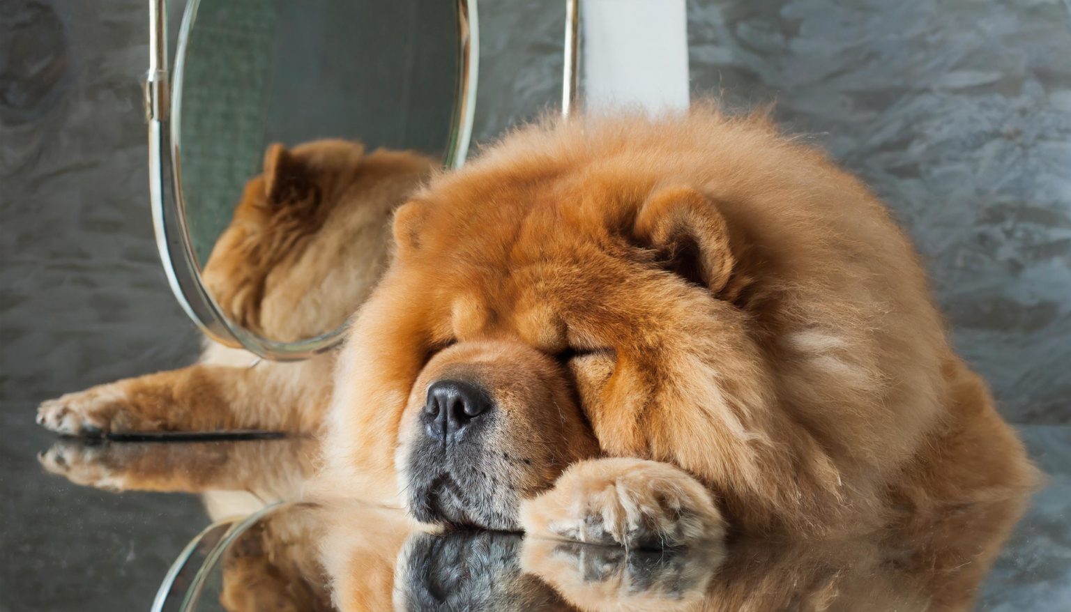 The breed originated in China and is known to date to the Han dynasty (206 bce–220 ce); it is believed by some to be one of the oldest of all breeds. The Chow Chow's genetics are very close to those of the wolf.