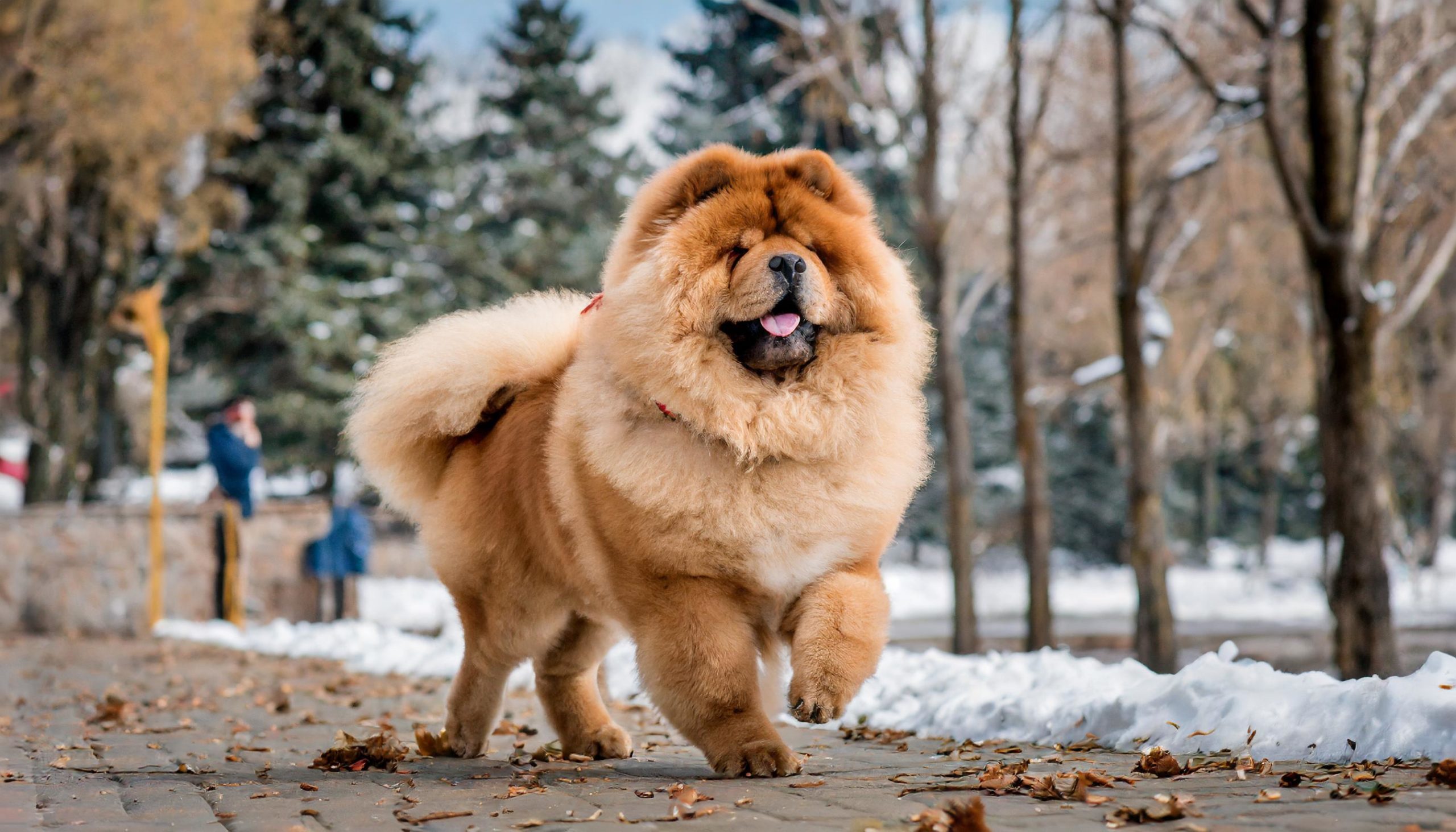 the chow chow during a photoshoot in the park