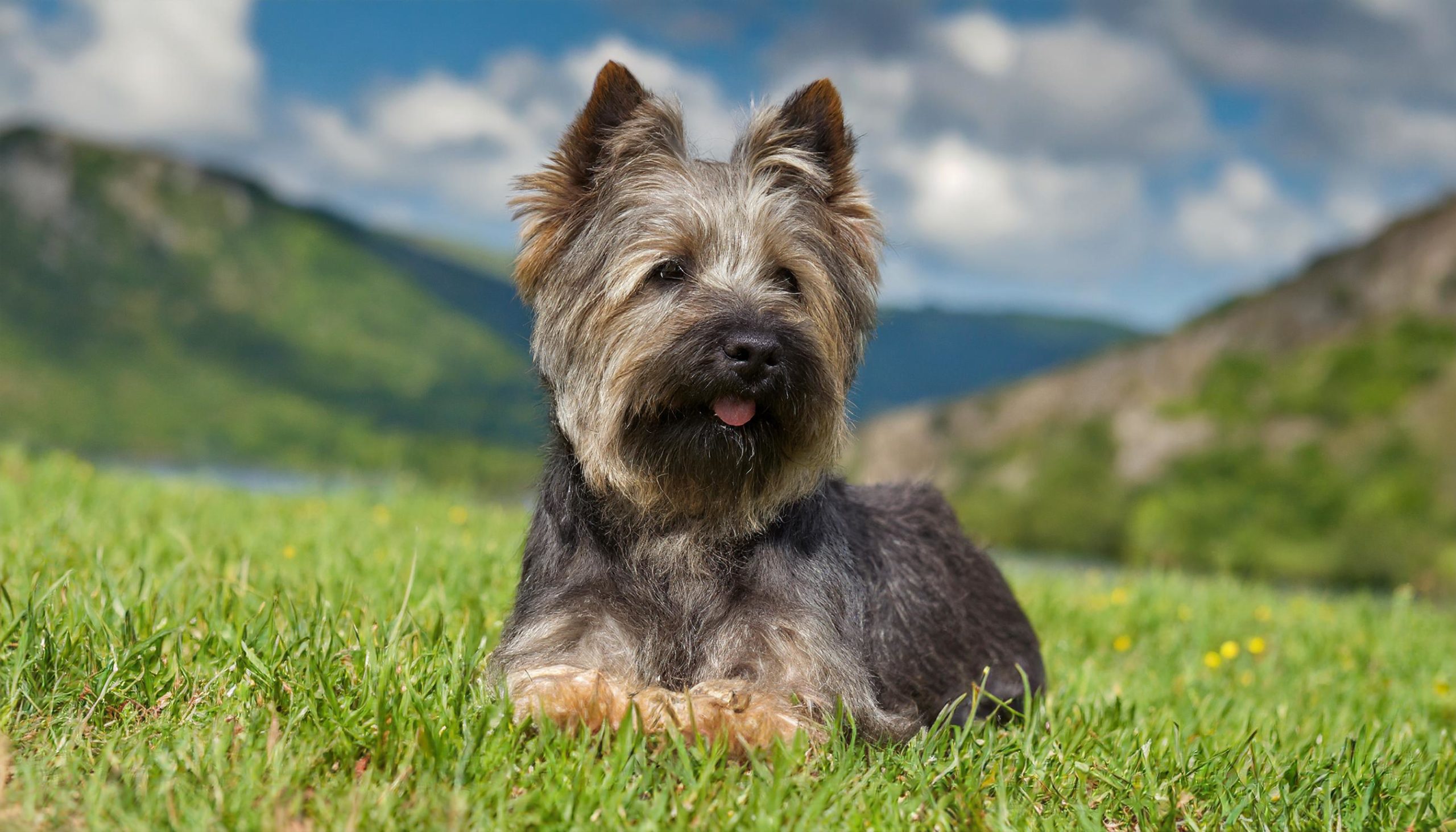 Cairn terrier enjoying his daily exercise