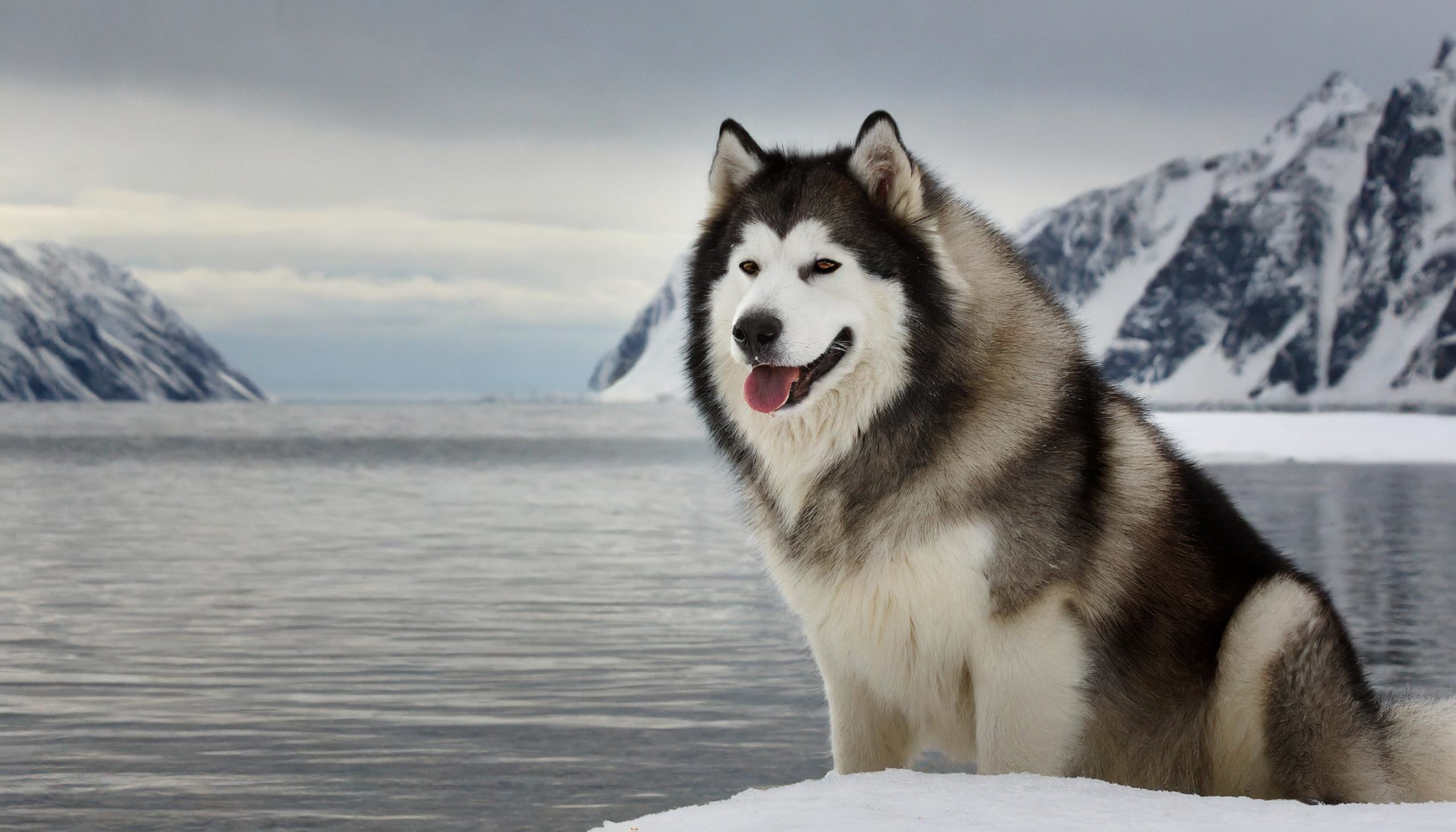 Canadian eskimo dog in his natural habitat