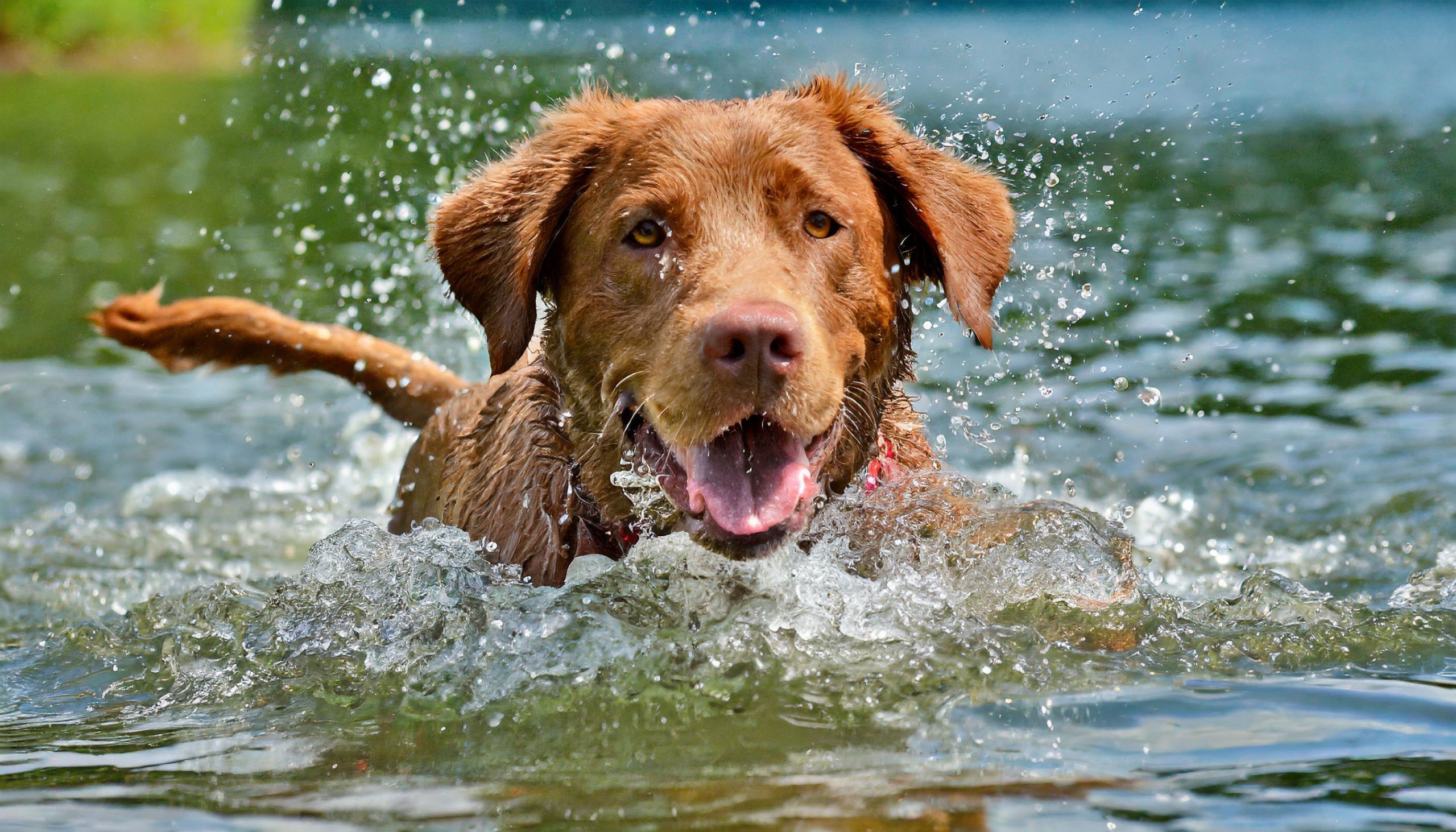 Chesapeak bay retriever doing what he loves most, that is swimming, which is a great way for these dogs to exercise