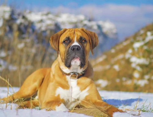 The majestic Ca de Bou: the story of a loyal Majorcan mastiff